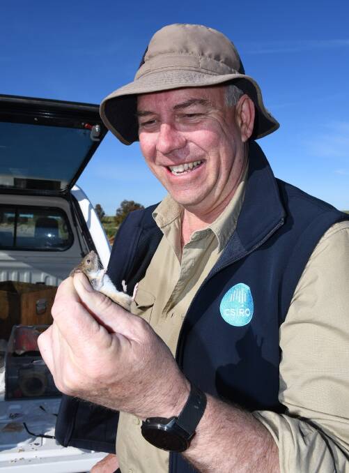 WARNING: CSIRO research officer Steve Henry advised croppers to remain vigilant when it came to monitoring mice post-harvest and be ready to act. Photo: CSIRO 
