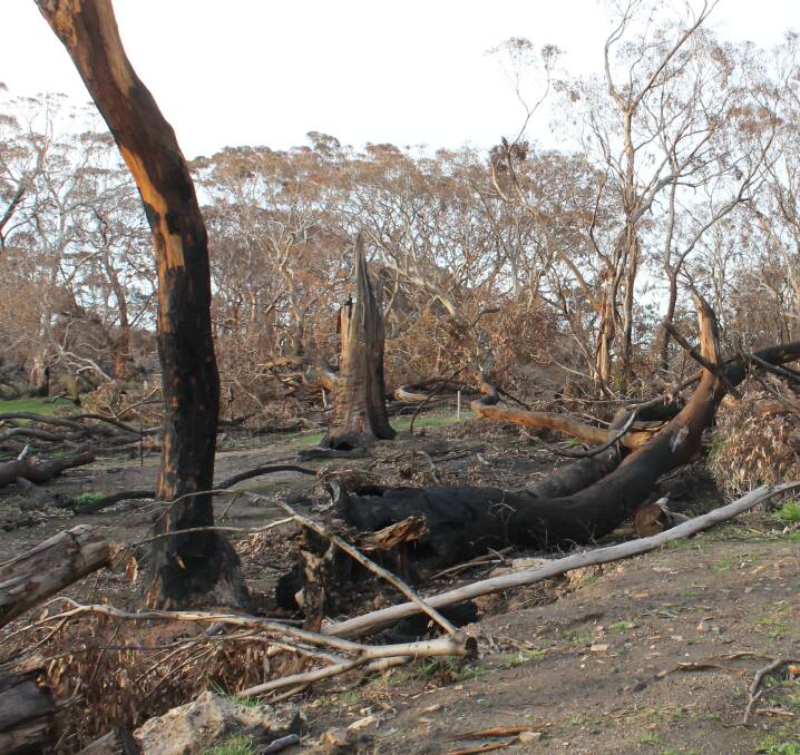 Funding to help post-fire landcare projects