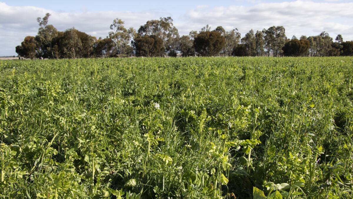 MULTIPLE BENEFITS: A mixed-species cover crop can provide multiple soil health benefits, grazing and fodder for livestock and weed control through crop competition and stopping weed seed set.