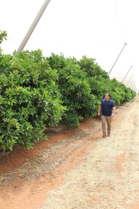 Member for Barker Tony Pasin has announced fruit growers across SA will soon be able to access up to $14.6 million to install new or replace damaged netting.