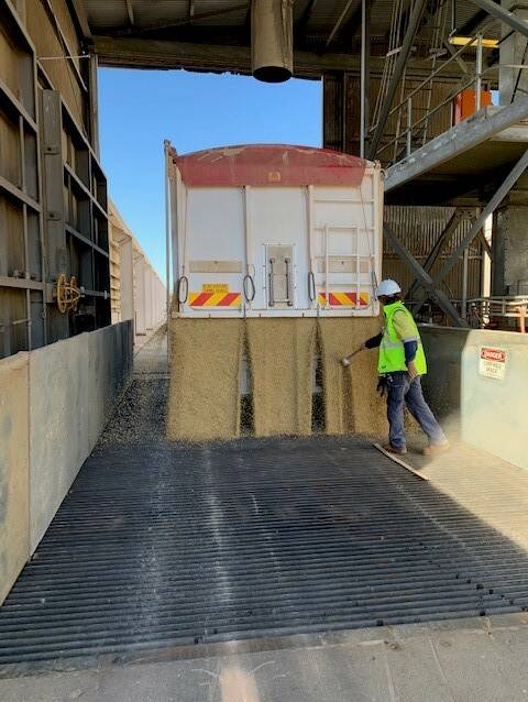 The first load of barley being received at Rudall by Viterra seasonal worker Jane Rodgers on Tuesday.