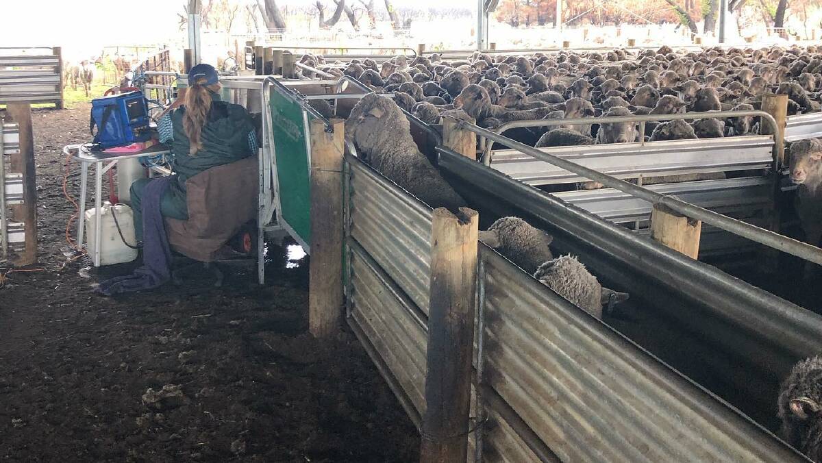Initial scanning results were 88pc pregnant for the first 4/5 weeks of lambing. Most of the ewe were in the hospital mob. Photo: Turkey Lane Merinos