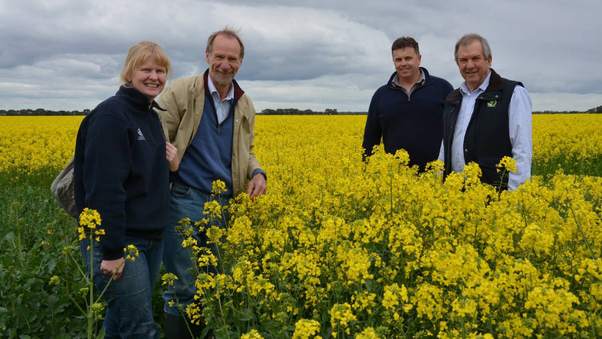 CROP WALK: SARDI senior research officer Amanda Pearce with SAGIT's Allan Mayfield, Ted Langley and Malcolm Buckby at the Bool Lagoon trial site in 2016.