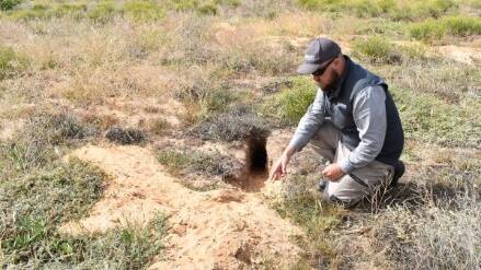 Landscape officer Liam Anderson with a rabbit burrow found on eastern Eyre Peninsula.