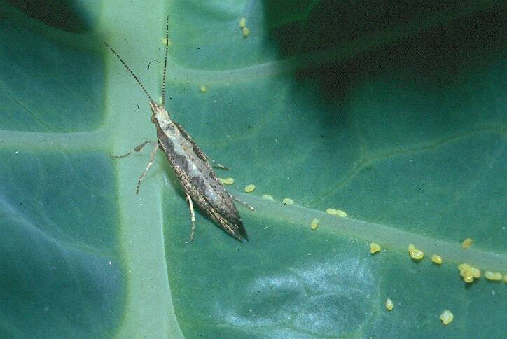 LOOK OUT: Canola growers are advised to keep an eye out for diamondback moth, especially if conditions in the coming weeks are dry and temperatures are above average. Photo: MIKE KELLER