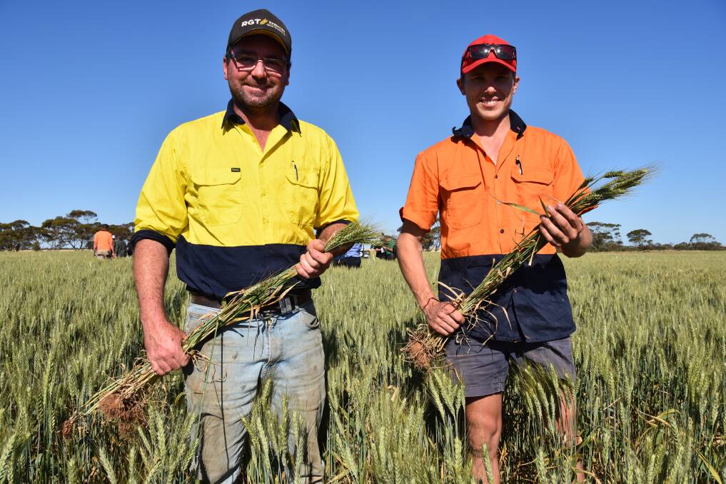 RUNNER-UP: Farmhand Taine Schmaal with James Shannon and his Cutlass wheat entry at Paruna.