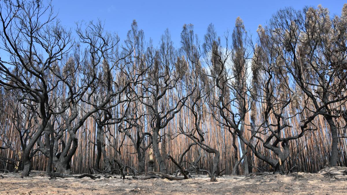 Kangaroo Island Plantation Timbers estimates 90 per cent of the companys trees are no longer productive.