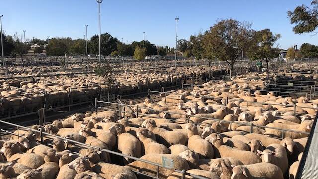 Crossbred lambs to $280 at Ouyen