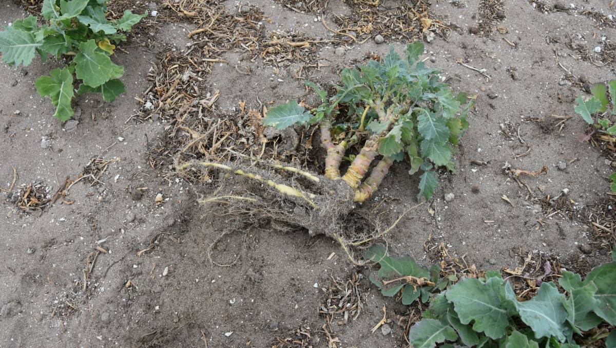 SOIL OPENER: Subzero is a kale/turnip variety, and has a large taproot. 