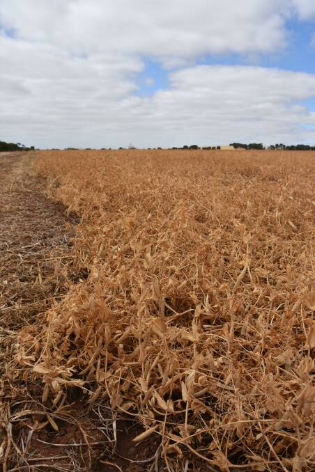 GOOD AND BAD: Mark Hill's peas were yielding up to 2.5t/ha, but was about 10-20pc frost damaged. 