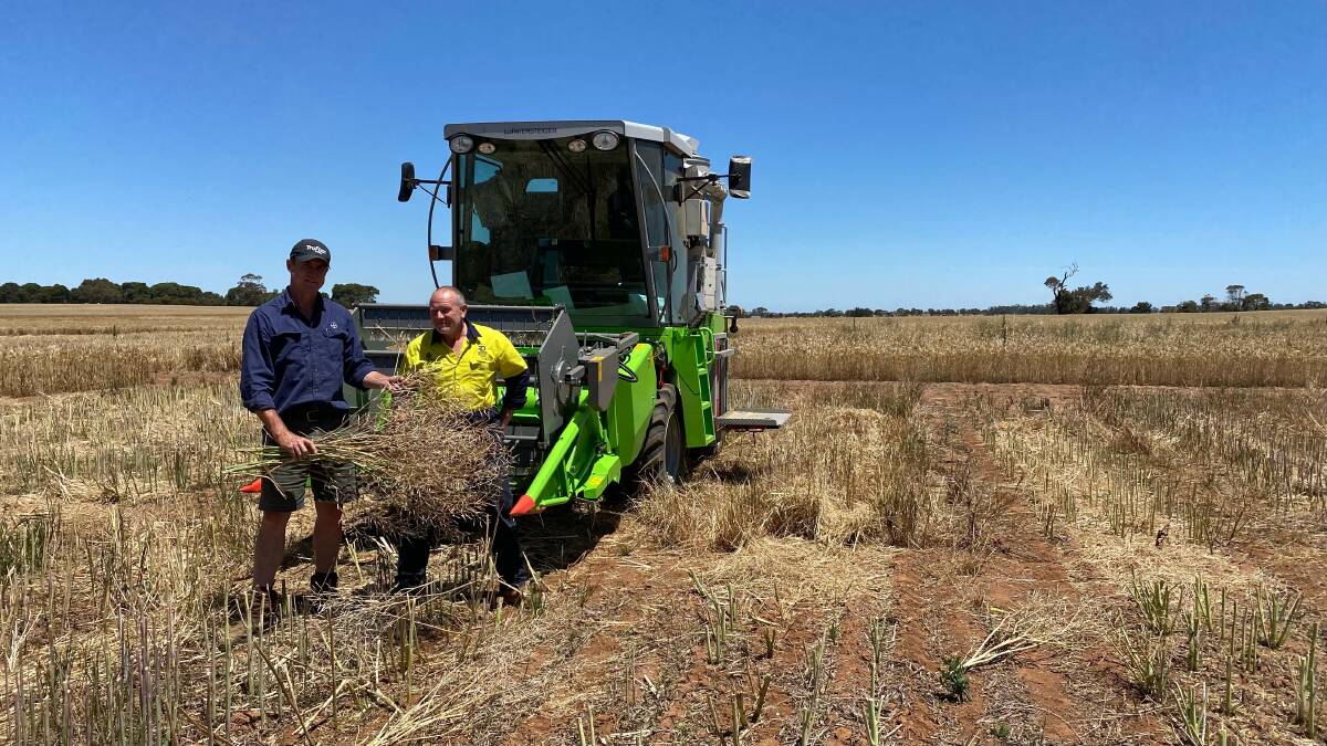 TRIAL SITE: Bayer's Tim Murphy with Paul Swain, SARDI, at the Roundup Ready and TruFlex canola trial site at Tarlee.