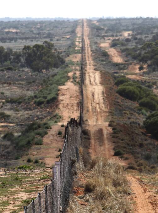 Up to 1600 kilometres of the state's 2150km dog fence is more than 100 years old.