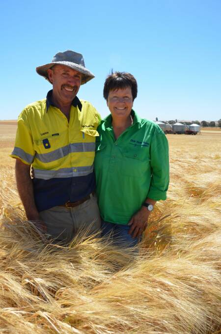 Rob and Julie Price, Narridy, had less than half their annual rainfall and still produced sensational-looking Spartacus barley, which made malting grade.