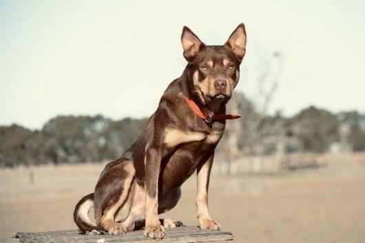 2.4-year-old red and tan kelpie Eulooka Hoover. Photo: AUCTIONSPLUS