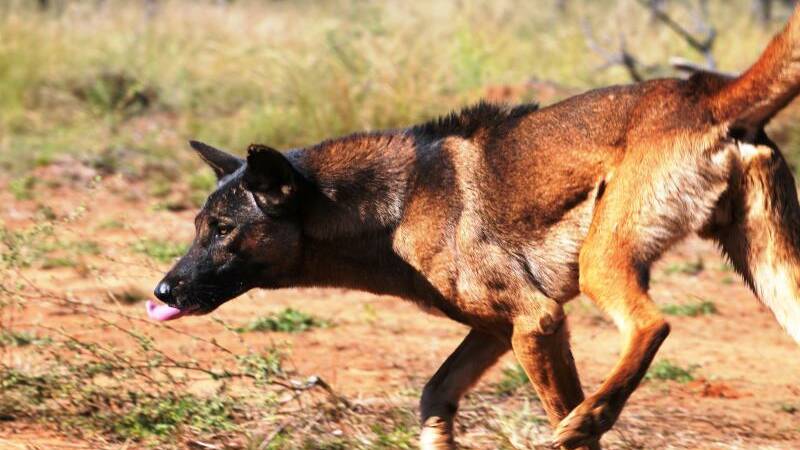 Wild dog defence ramps up