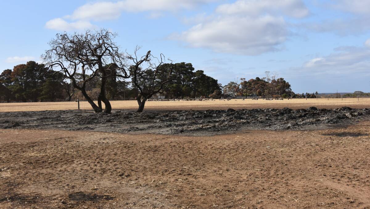 Parndana wool producer Nick Clark, lost 90 per cent of his pastures and 500 rolls of hay in the Ravine fire on January 9.