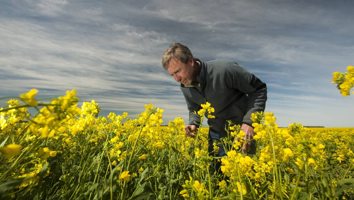 GRDC national canola pathology program coordinator Steve Marcroft said crops flowering in late July and early August were at a much higher risk of developing upper canopy infection than those flowering later in August. Photo: GRDC 