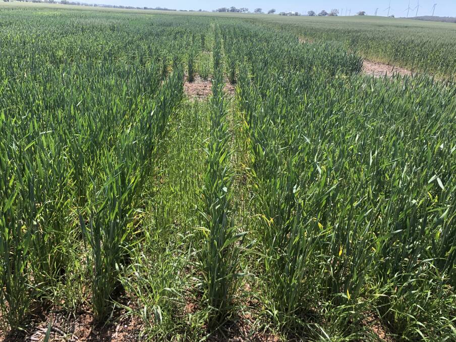 MID NORTH: Resistant ryegrass in wheat. Photo: PIRSA