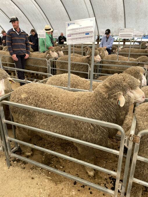 Lot 6 - the sale's second-highest price ram at $6200.