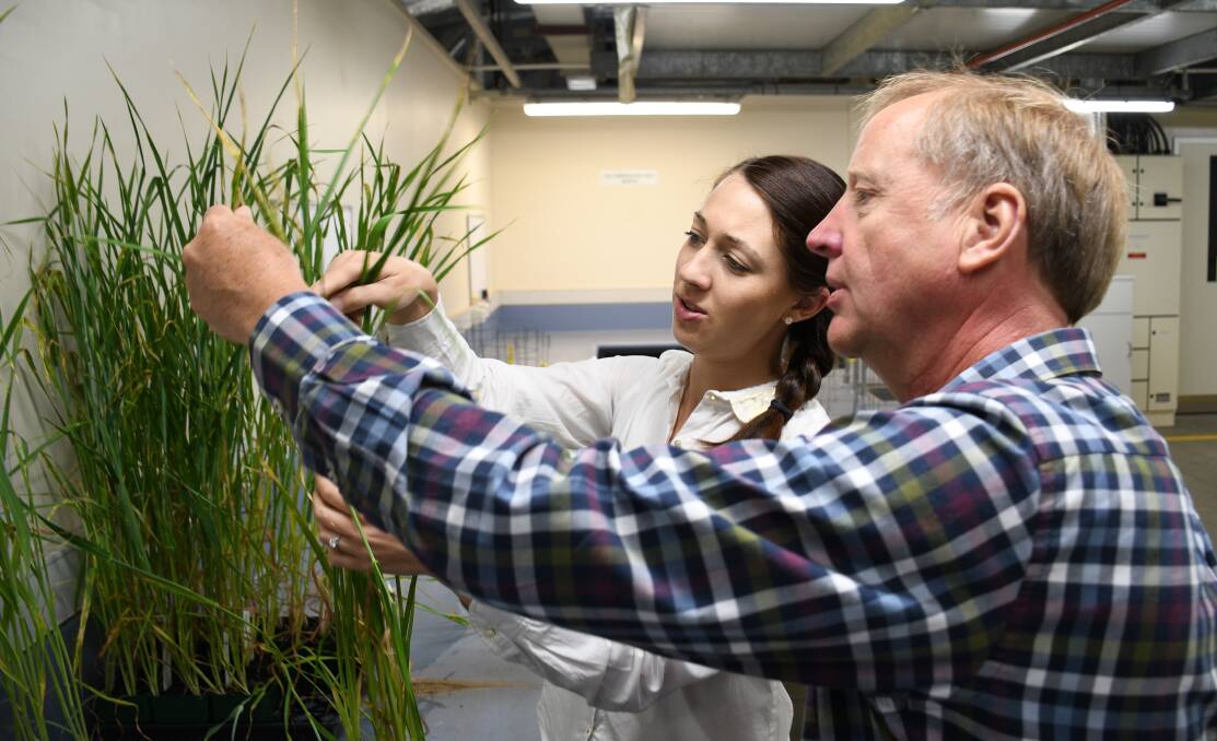 STRONG SAMPLES: The fungicide-resistant samples from Yorke Peninsula were identified by SARDI plant pathologists Tara Garrard and Hugh Wallwork. Photo: GRDC