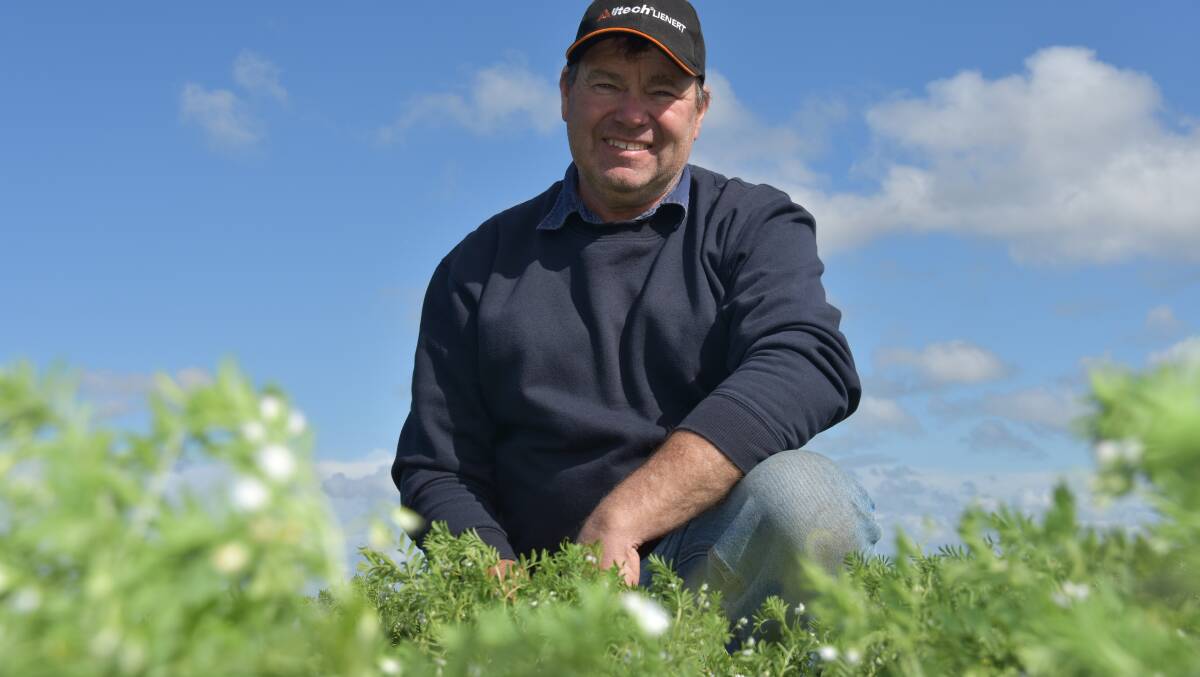 Matthew Starick is reasonably pleased with how his Highland lentils are performing at Punthari on the Murray Plains, after 120mm of GSR. Picture by Alisha Fogden