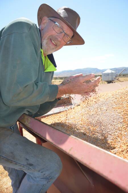 IN THE BIN: Port Germein cropper Barry Mudge inspecting the Jumbo 2 lentils he started harvesting on Thursday last week, with the majority of the 200 hectares off before forecasted hot winds on Saturday.