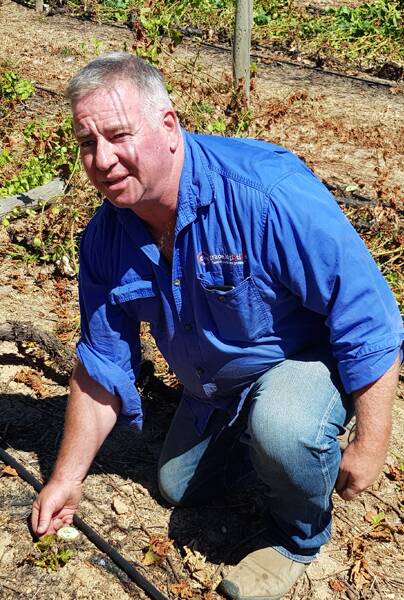 Charles Rosback inspects a new vine shoot emerging from the base of a severed vine trunk.