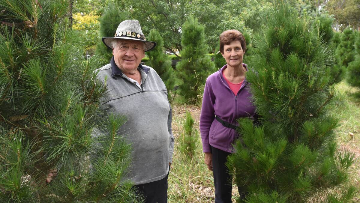 HOLIDAY HOBBY: Trevor and Heather Schmidt have been growing and selling Christmas trees on their farm at Bugle Ranges in the Adelaide Hills for 20 years.