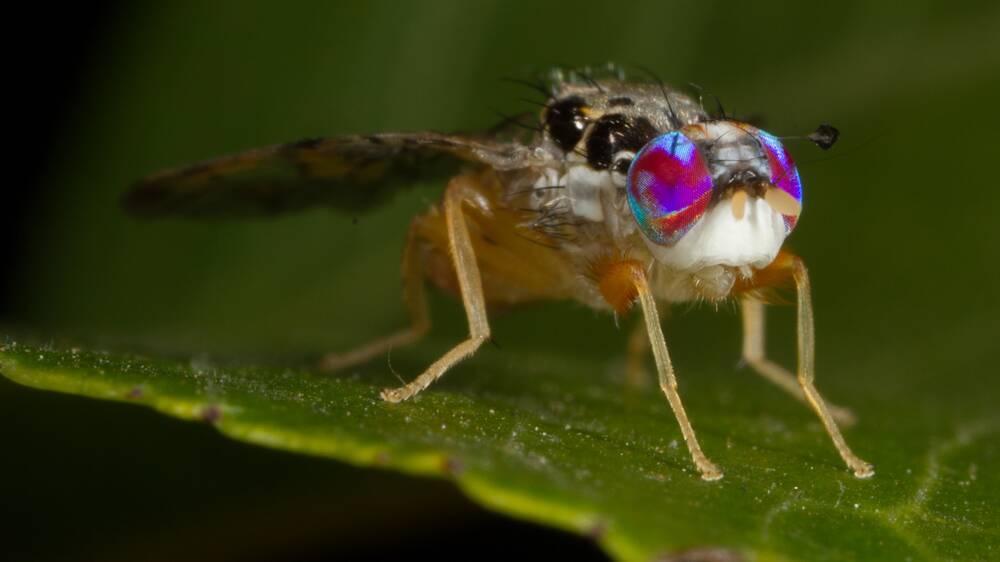 DETECTED: Mediterranean fruit fly. Photo: PIRSA