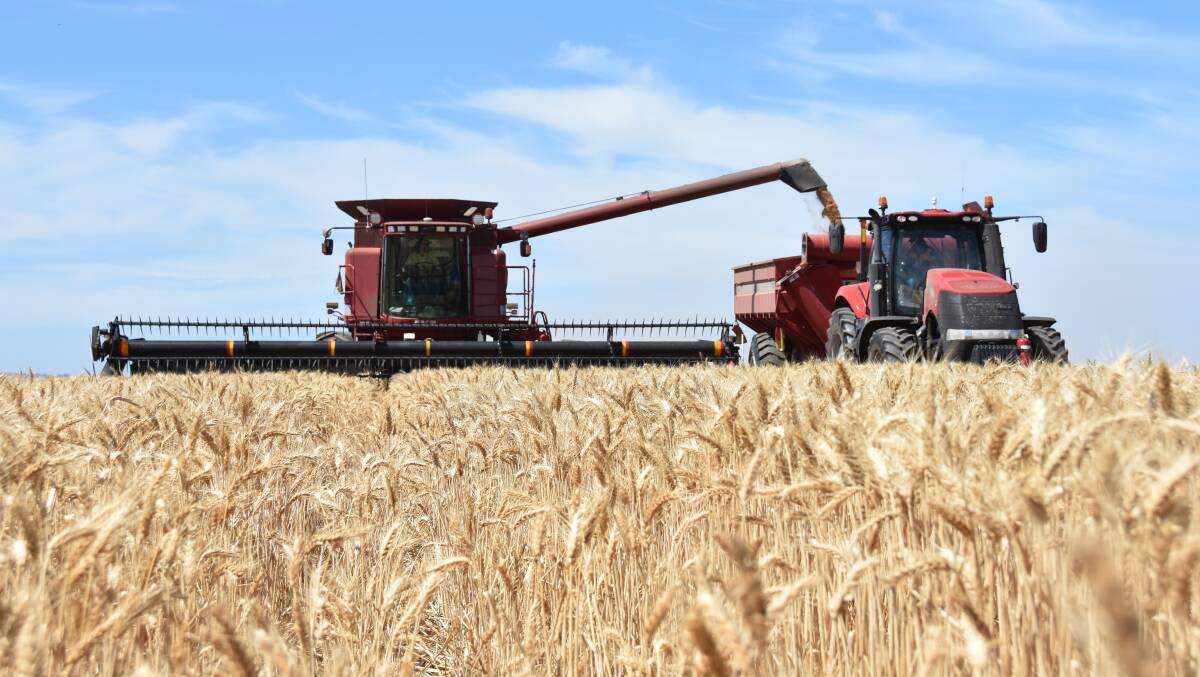 Wheat getting harvested at Roseworthy.