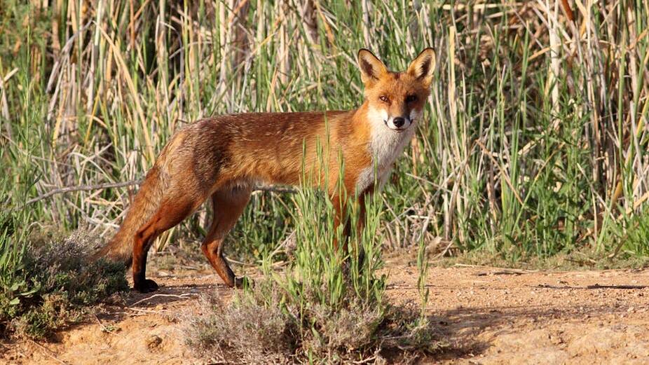 A new fox bounty scheme has been introduced by the state government.