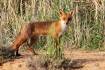 Govt offers fox bounty