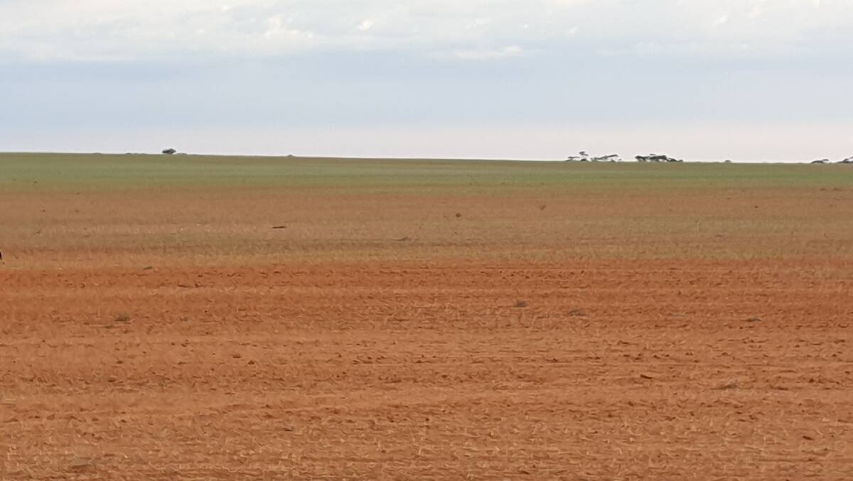 HARD TIMES: Dry conditions continue to hurt the state's crop prospects, such as this wheat paddock in the Riverland. Photo: DREW MARTIN