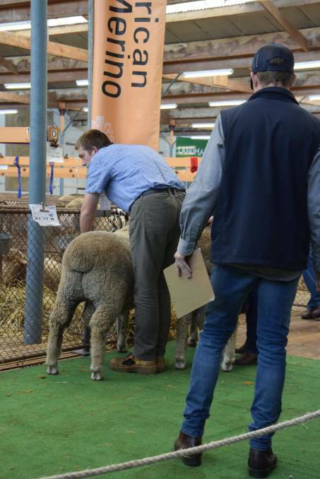 18 year old Tom Megson from Kanmantoo will be representing South Australia in next month's national young meat sheep judging competition in Qld.