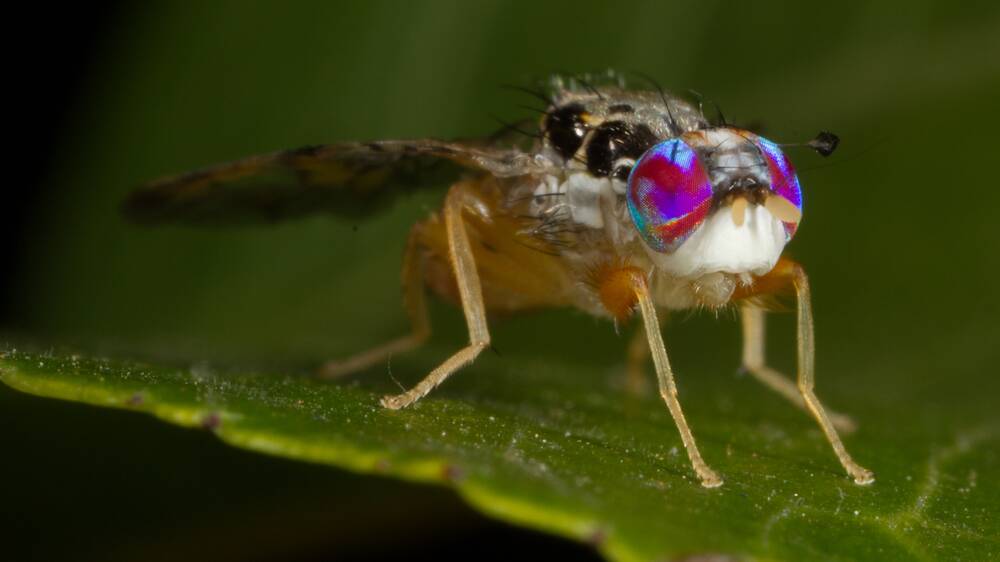 More than 600 million sterile fruit flies have been released across Adelaide to curb the outbreak of Mediterranean fruit fly (pictured). Photo: PIRSA