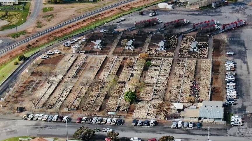 Barry Gregg of Ouyen flew his drone over the saleyards on Thursday. Picture supplied