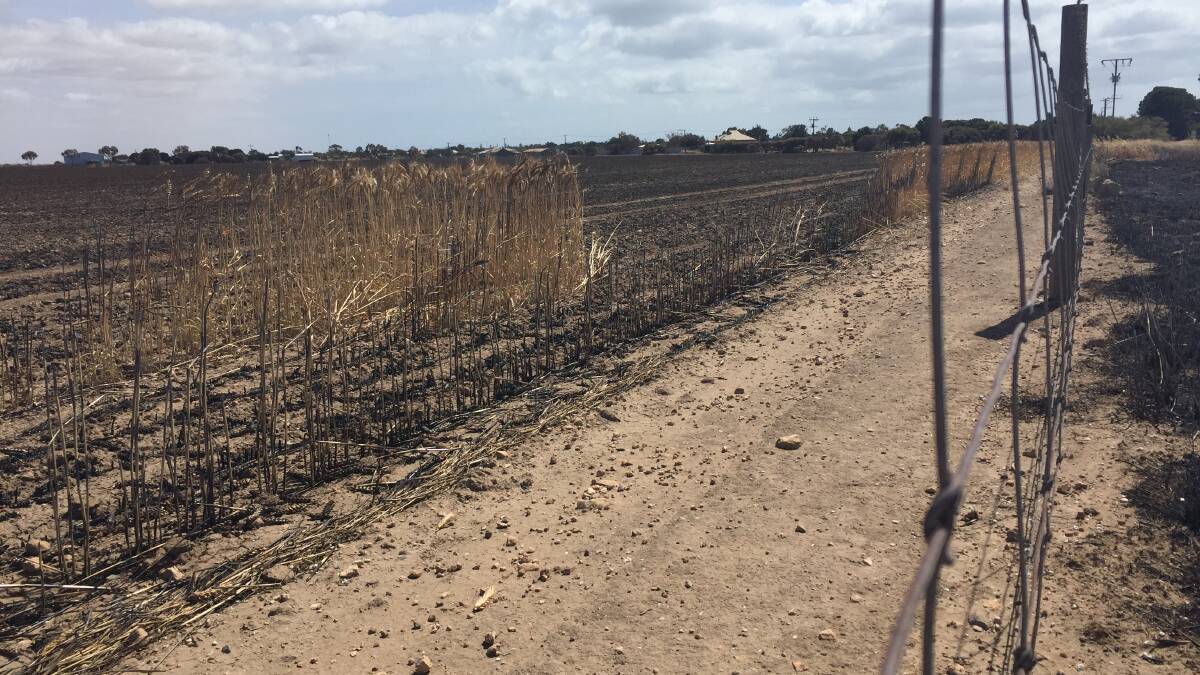 Millions of dollars worth of crop was lost in the fire that burnt from Yorketown to Edithburgh in November 2019.