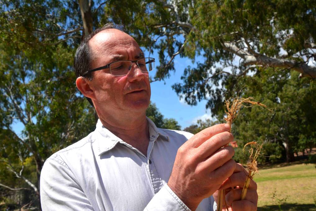 Alan McKay, the leader of SARDI's Soil Biology and Molecular Diagnostics group, says components of the two Predicta B Root Disease Risk Management courses in SA will cover cereal crop symptoms, host range, effects of season, management strategies and paddock follow up. Photo: ALISTAIR LAWSON
