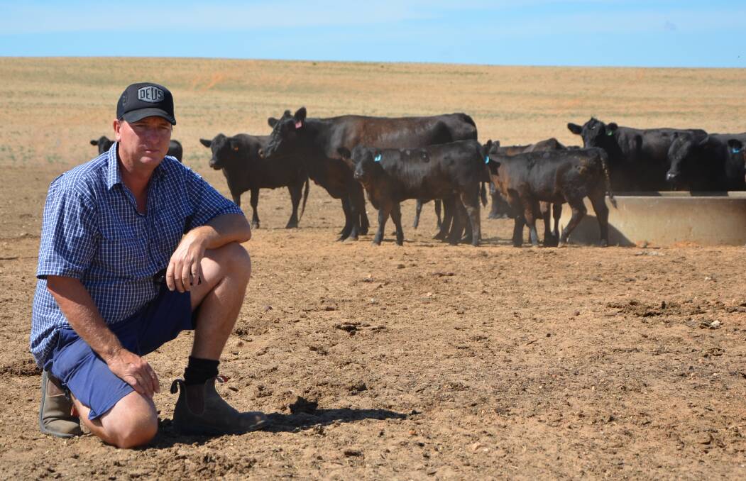 NO WASTE: Parilla Premium Potatoes' Bill O’Driscoll feeds vegetable waste to Angus cattle. "The cattle job is pumping at the moment, so the more veggie waste we use, the more we value-add to the business," he said.