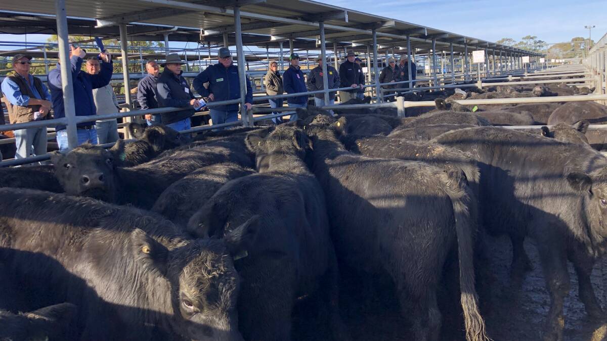 RETURNING: Vendors have been allowed to return to saleyards across the country with the easing of COVID-19 restrictions.