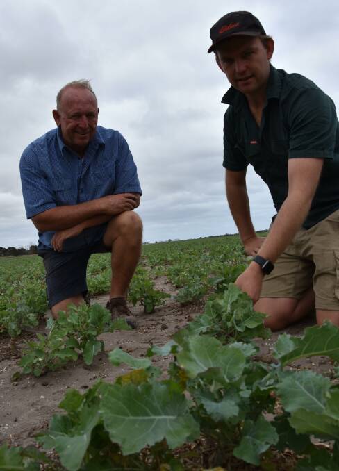 STRONG PLANT: Rodger and Michael Collins in their paddock of sub zero brassica at Corny Point on the Yorke Peninsula in January, just before it was sprayed out.