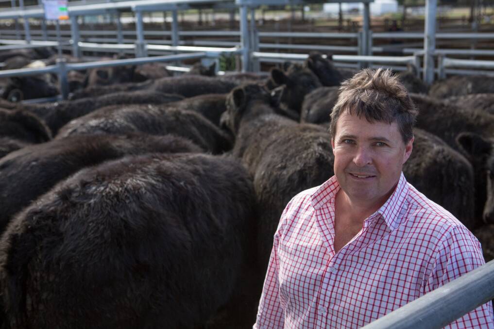 BIG RUN: David Fenton, DCF Marine, Karabeal, Vic, sold 120 EU-accredited 11-13mo Murdeduke and Eloora-blood Angus and Angus-Shorthorn steers, av $1431.  