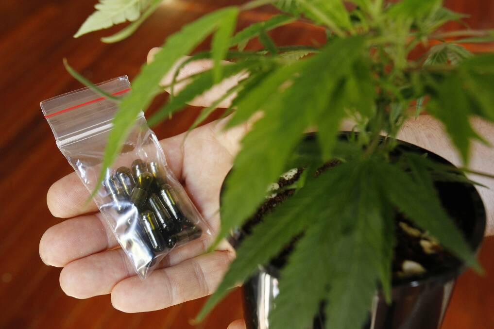 Exploring cannabis crop opportunities