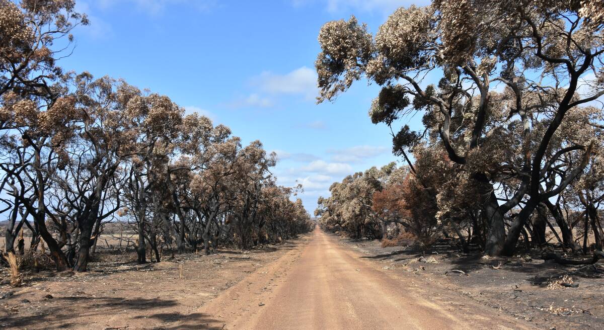 Calls have been made to review roadside vegetation management on KI as well.