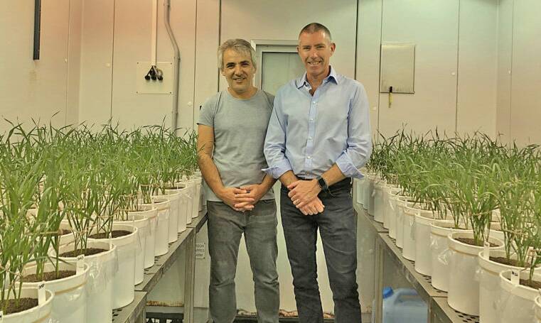 SARDI's Dr Yusuf Genc and Crop Improvement principal research scientist Tim Sutton in the Plant Research Centre at the Waite Campus with MW293.