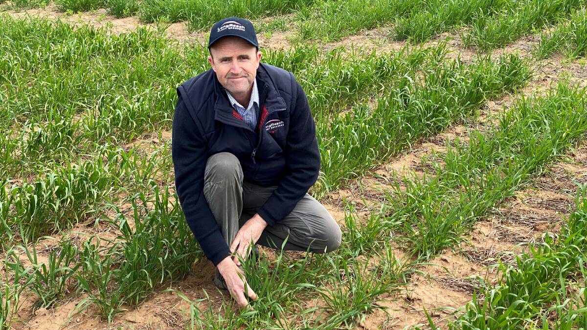 LongReach Plant Breeders technical development manager Colin Edmondson will take participants through the reality vs risk in wheat variety limits and head emergence at the Hart Field Day.