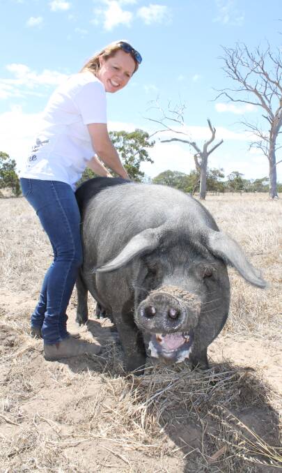 Heritage pig breed thrives on 81 Acres