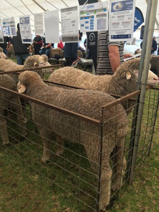 The sale's third-highest price of $17,000 went to long-time vendors Leahcim, Snowtown, at lot 14, bought by Superior Wool Syndicate.