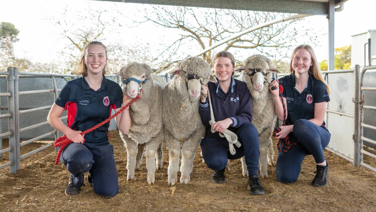 Kingston Community School agriculture studies students, Charlotte McInnes, Emily Pilmore and Skye Woodward with three of the Merino wethers heading to Adelaide for the Schools' Merino Wether Competition in September.