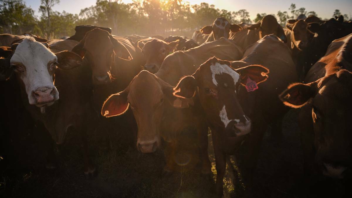 Red Meat 2018: everything you need to know